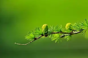 处女座的羊男生的性格特点深度解析，处女座的羊男生的性格特点