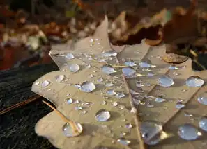 水瓶座的致命弱点深度解析，水瓶座的致命弱点是什么