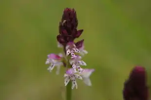 梦见黑花蛇，神秘潜意识的隐喻与启示，梦见黑花蛇