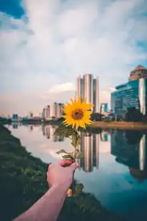 巨蟹座运势解析，探索八月的星象奥秘，巨蟹座运势8月份运势