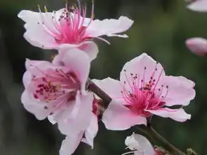 处女座2024年桃花运势，繁花似锦，爱情甜蜜绽放，处女座2024年桃花