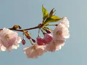 梅之韵，探秘梅属植物的五行属性与文化内涵，梅属什么五行