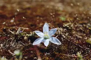 梦见在地里刨花生的深层寓意，梦见在地里刨花生