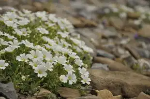 梦境中的花朵，揭秘周公解梦中的花语奥秘，梦见花  周公解梦