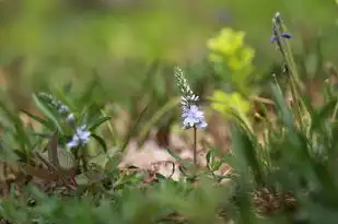 狮子座真的爱你的表现，狮子座真的爱你的表现