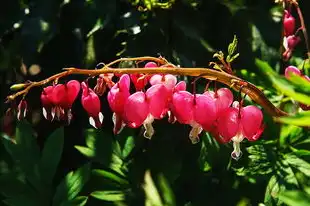 梦中的花海，一场视觉与心灵的盛宴，梦见花很美