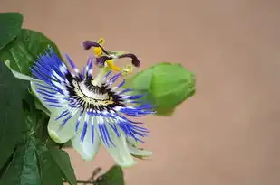 巨蟹十月桃花运势，桃花盛开，情感涌动，巨蟹十月桃花运势