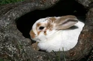 揭秘天蝎座男生属兔的独特性格特点，天蝎座男生性格特点属兔