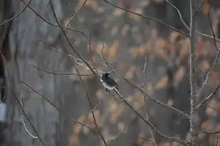 梦见鸟群，自由与希望的象征，梦见鸟群