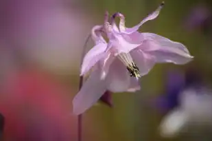 桃花运势低迷，如何避开烂桃花，守护你的感情幸福，烂桃花运势