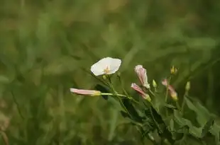 梦见种子发芽，生命的启示与内心的映射，梦见种子发芽