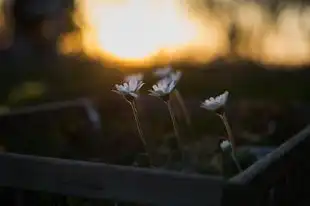 射手座十一月与十二月的区别，星辰下的性格差异与独特体验，射手座十一月和十二月区别