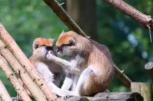 猴眼性格运势，揭秘生肖猴的独特魅力与命运走向，猴眼性格运势