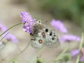 梦见花色狗，一幅寓意深远的梦境画卷，梦见花色狗