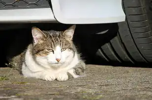 梦境中的猫舔手，一种神秘而美好的体验，梦见猫舔手