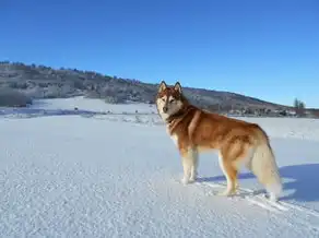 五行木狗，解读命运与个性特征，五行木狗