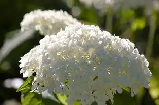 双鱼女与星座男的奇妙缘分——探索最佳配对，双鱼女适合什么星座男