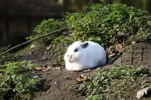 属猪的天蝎座性格探究，属猪的天蝎座是什么性格