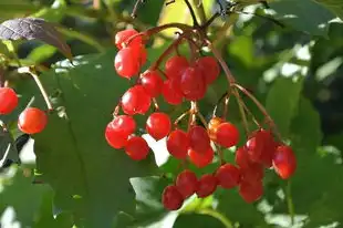 梦见红果子，一种神秘而富有象征意义的梦境体验，梦见红果子