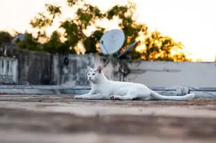 猫石每日运势，揭秘今日运势，让猫咪带你预见美好未来，猫石每日运势