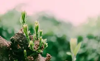 五行缺木养植物指南，哪些植物适合五行缺木的你？五行缺木养什么植物好