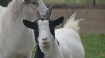 属猪人未来十年运势大揭秘，属猪人未来十年运势