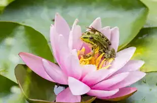 属猪天蝎座女生的性格特点深度解析，属猪天蝎座女生的性格特点