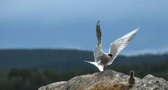 梦中的狼狗，探寻内心深处的恐惧与渴望，梦见养狼狗