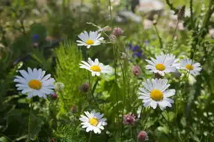 菊字五行的归属探究，菊字五行属什么