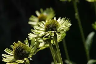 菊字五行的归属探究，菊字五行属什么