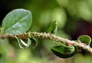 梦中的害虫群，潜意识中的焦虑与恐惧解析，梦见很多害虫