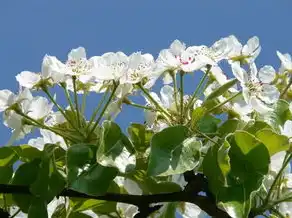 探寻茨的五行奥秘，五行与茨的和谐共生，茨的五行