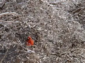 周公解梦，满地蜘蛛的寓意与启示，周公解梦 满地蜘蛛