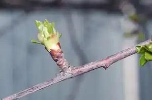 蝉的五行，探寻生命与自然的奥秘，蝉的五行