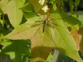 尧的五行属性探究，尧属于五行属什么