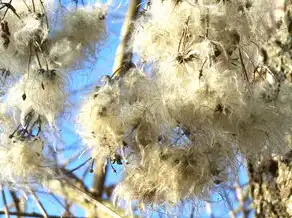 梦见去世的家婆，一段深层的心理探寻与情感共鸣，梦见去世的家婆