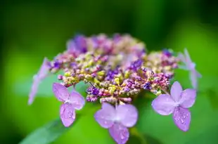 蘩五行属性，解读古代神秘植物的神奇力量，蘩五行属性