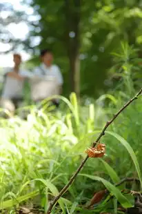 丝瓜梦境，藤蔓上的希望与生命的繁衍，梦见丝瓜藤上好多丝瓜