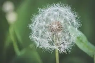 属羊四月运势详解，运势起伏，把握时机，迎接挑战，属羊四月运势及