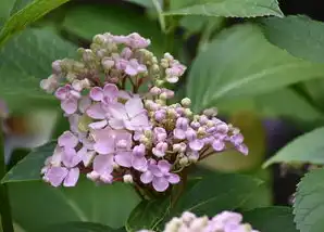 天蝎座女生今日运势解析（属狗篇），天蝎座今日运势女生属狗