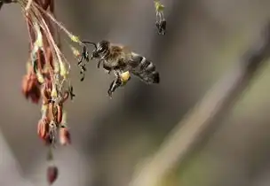 蜂之五行，探寻自然和谐之秘，蜂的五行