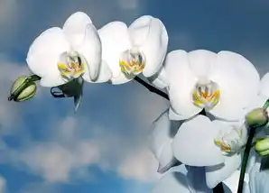 天秤座近期感情运势解析，甜蜜来袭，爱情运势全面开花，天秤座最近感情运势最新