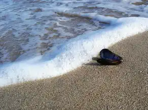 梦中遨游大海贝的奇幻世界，梦见大海贝