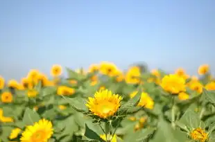 射手座今日财运方位揭秘，紫薇星助力，财富运势旺！，射手座今日财运方位紫薇