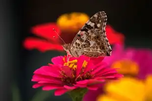 生肖虎今日运势详解，事业、财运、爱情全方位分析，生肖虎今日运势如何