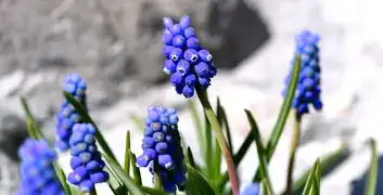 女属龙五行，探索女性与五行的独特联系，女属龙五行