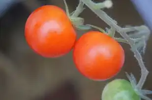 梦中番茄园的奇幻之旅，一场关于希望与收获的奇异梦境，梦见种番茄