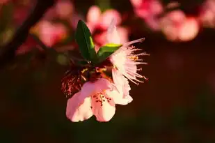 处女座今日明日桃花运势，吉星高照，机遇无限，处女座今日明日桃花运势