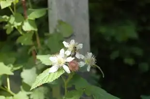 梦见家人，心灵的归宿与情感的牵绊，梦见家人