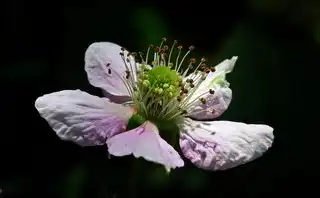 今日运势紫薇，揭秘紫薇斗数，探寻你的运势走向，今日运势紫薇